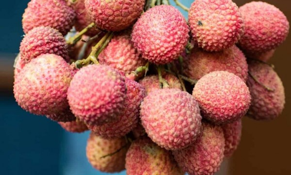 লিচুর ফলন বাড়াতে নজর চাই ১০ বিষয়ে
