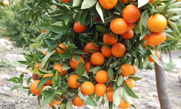 দার্জিলিং জাতের কমলায় আশার আলো