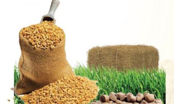 প্রাণীখাদ্যের দামও চড়া