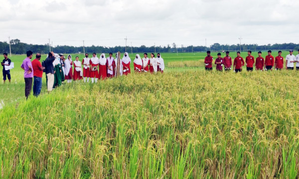 এক রোপনে পাঁচ বার ফলন দেওয়া পঞ্চব্রীহি ধান চাষ পরিদর্শনে শিক্ষার্থীরা